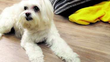 ¿Cuál es el piso ideal para quien tiene una mascota en casa?
